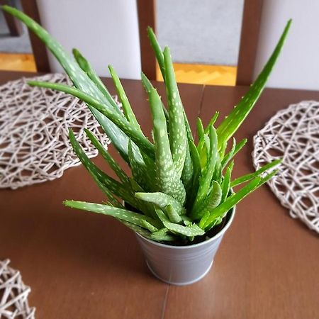 Apartament Janowskie Blonia Rumia Kültér fotó